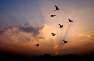 pajaros